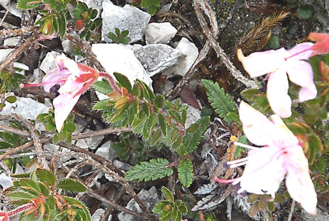 Rhodothamnus chamaecistus